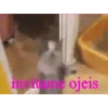 KittyParty 26