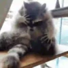 raccoon 11