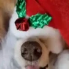 Animals in Christmas 3  MOV 27
