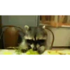 raccoon 12