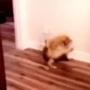 PetsReactions.Mix 5