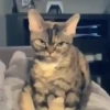 PetsReactions.Mix 6