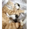 PetsReactions.Mix 7