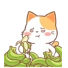 ️Orange Cat  MOV 15