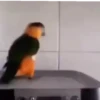 PetsReactions.Mix 9