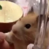 PetsReactions.Mix 10
