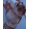PetsReactions.Mix 11