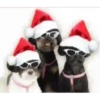 Felíz Navidad 15