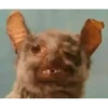 PetsReactions.Mix 13