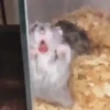 PetsReactions.Mix 16