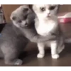 PetsReactions.Mix 17