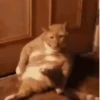 PetsReactions.Mix 19