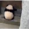 PetsReactions.Mix 20