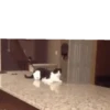 PetsReactions.Mix 21