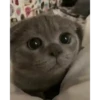 Gatitos 5