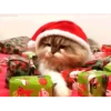 Michis Navidad 7