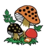 Cogumelos 4