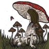 Cogumelos 9