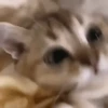 Gatitos 6