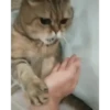 Gatitos 7