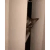 Gatitos 8