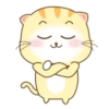 ️ Beautiful yellow Cat   MOV 20