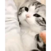 Gatitos 9