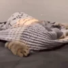 Gatitos 10