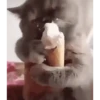 Gatitos 11