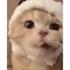 Gatitos 12