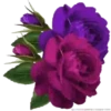 Sparkling Flowers 1 Movi 19