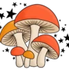 Cogumelos 14