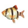 Animais marinhos 21