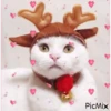 Michis Navidad 23