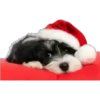 Navidad 24