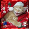 Michis Navidad 25