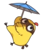 ️chicken with glasses   MOV 12