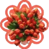 Sparkling Flowers 1 Movi 25