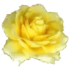 Sparkling Flowers 1 Movi 27