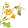 Sparkling Flowers 1 Movi 29