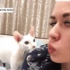 Cats fighting 5