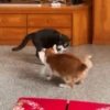 Cats fighting 8
