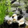 Cats fighting 9