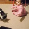 Cats fighting 10