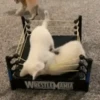 Cats fighting 11