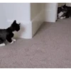Cats fighting 12