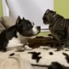 Cats fighting 15