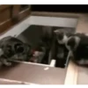 Cats fighting 16