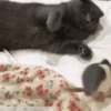 Cats fighting 17