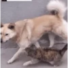 Cats fighting 18